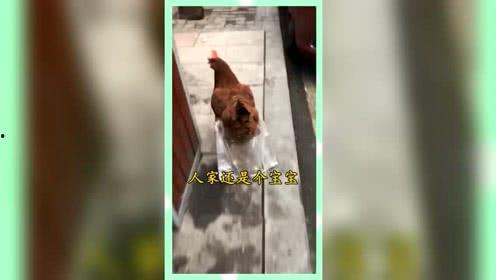 吃瓜群众的娱乐网名,揭秘吃瓜群众的娱乐网名背后的故事