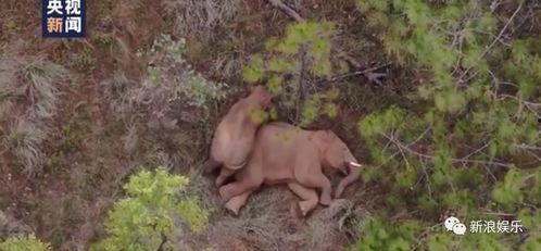 娱乐吃瓜小象,揭秘娱乐圈那些不为人知的幕后故事