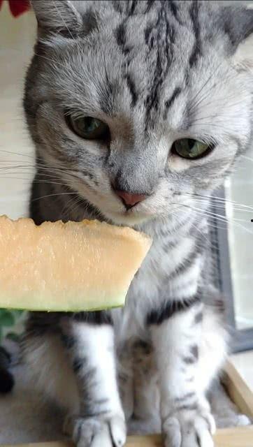 娱乐圈吃瓜猫是谁,揭秘娱乐圈幕后真相的神秘人物