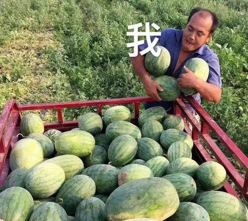 娱乐吃瓜公司,揭秘娱乐圈幕后那些事儿