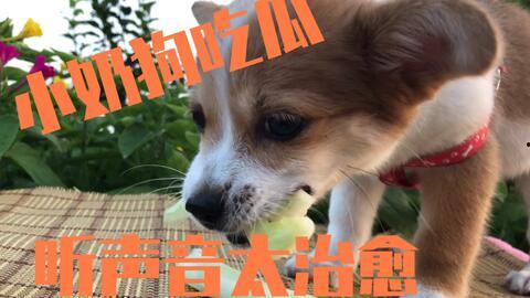 娱乐吃瓜酱小动物视频大全,趣味十足！小动物吃瓜视频大盘点